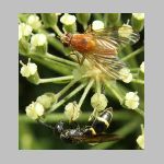 Symmorphus bifasciatus - Lehmwespe 06.jpg